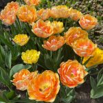 "Foxy Foxtrot" Tulipán