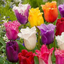 "Fringed"  Tulipán mix