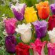 "Fringed"  Tulipán mix