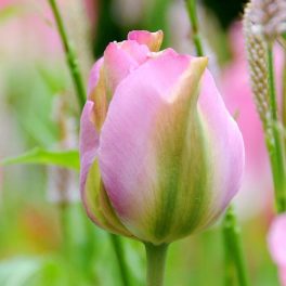 "Groenland" Tulipán