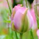 "Groenland" Tulipán