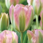 "Groenland" Tulipán