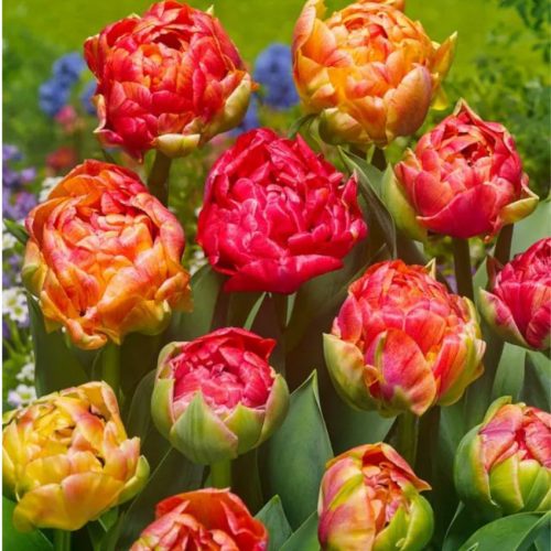 "Gudoshnik double" Tulipán