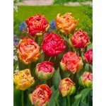 "Gudoshnik double" Tulipán
