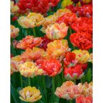 "Gudoshnik double" Tulipán