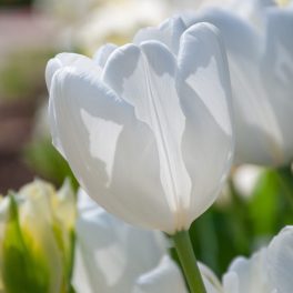 "Hakuun" Hófehér Darwin Tulipán