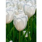 "Hakuun" Hófehér Darwin Tulipán