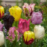 "Parrot" Tulipán mix
