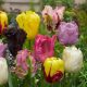 "Parrot" Tulipán mix