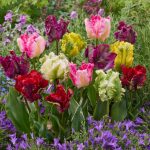 "Parrot" Tulipán mix