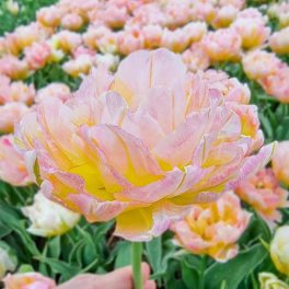 "Password" Tulipán