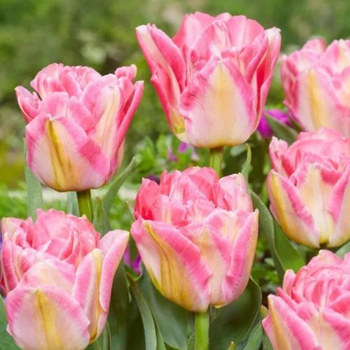 "Pink delight" Tulipán