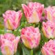 "Pink delight" Tulipán
