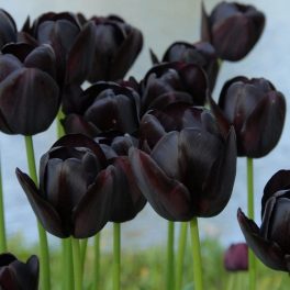 "Queen of the night" Tulipán