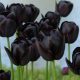 "Queen of the night" Tulipán