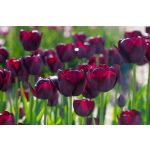 "Queen of the night" Tulipán