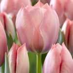 "Salmon van eijk" Tulipán