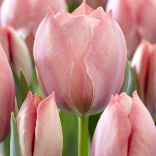 "Salmon van eijk" Tulipán