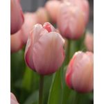 "Salmon van eijk" Tulipán