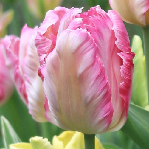 "Silver parrot" Tulipán