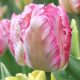 "Silver parrot" Tulipán