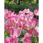 "Silver parrot" Tulipán