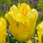 "Texas gold" Tulipán
