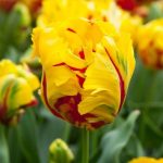 "Texas flame parrot" Tulipán