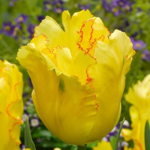 "Texas gold" Tulipán