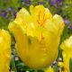 "Texas gold" Tulipán