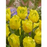 "Texas gold" Tulipán