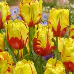 "Texas flame parrot" Tulipán