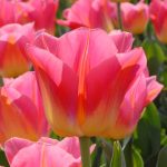 "Tom Pouce" Tulipán