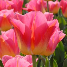 "Tom Pouce" Tulipán