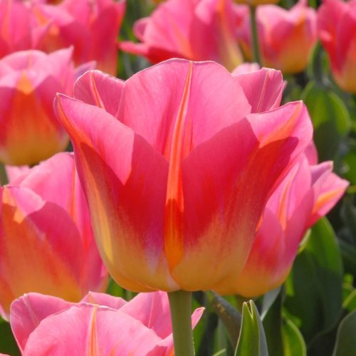 "Tom Pouce" Tulipán