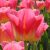 "Tom Pouce" Tulipán