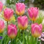 "Tom Pouce" Tulipán