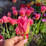 "Tom Pouce" Tulipán