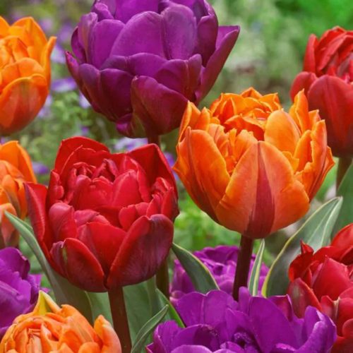 "Tricolor double" Tulipán