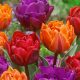 "Tricolor double" Tulipán