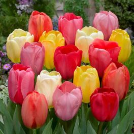 "Darwin hibrid" mix Tulipán