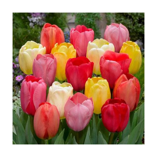 "Darwin hibrid" mix Tulipán