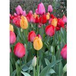 "Darwin hibrid" mix Tulipán