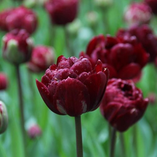 "Uncle Tom" Tulipán