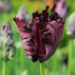 "Black parrot" TULIPÁN