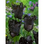 "Black parrot" TULIPÁN