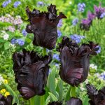 "Black parrot" TULIPÁN