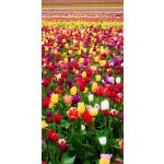Tulipán mix 10db
