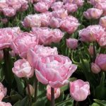 "Mariage" Tulipán 