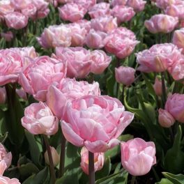 "Mariage" Tulipán 